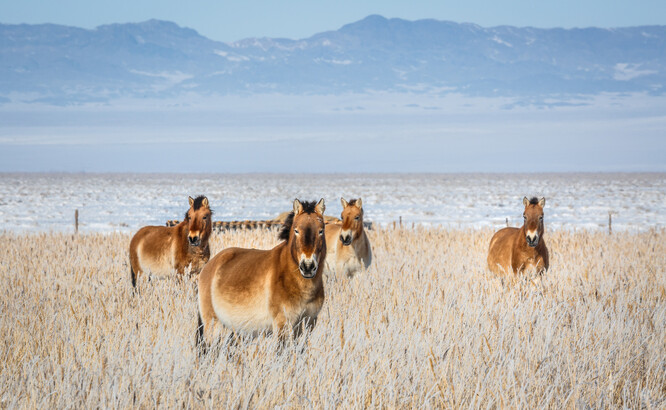 Z volné přírody kůň Převalského zmizel na konci 60. let minulého století a je na seznamu ohrožených druhů IUCN. V Mongolsku žije asi 800 zvířat, z toho stovka v rezervaci Chomyn Tal o rozloze větší než celý Liberecký kraj.