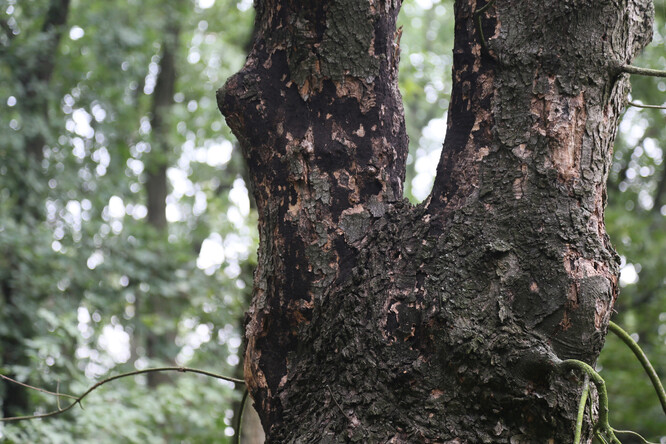 Spory nesené vzduchem mohou lehce napadnout další stromy, mají-li jakkoli obnažené dřevo.