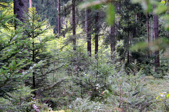 Les na Klokočné.