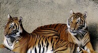 Tygr (indočínský poddruh)