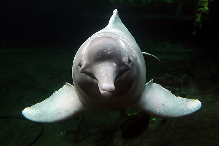 Delfínovci amazonští (na snímku) jsou přátelští, inteligentní savci, kteří vypadají, že se umí usmívat i červenat.