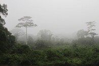 Národní park Taï v Pobřeží Slonoviny