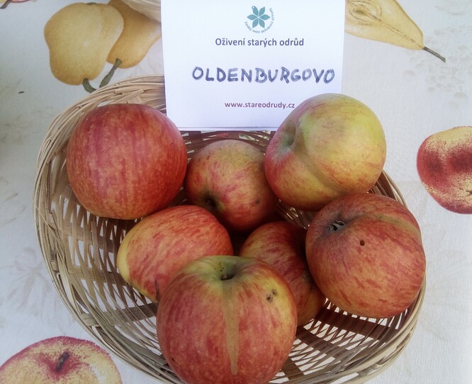 Jablko, odrůda Oldenburgova