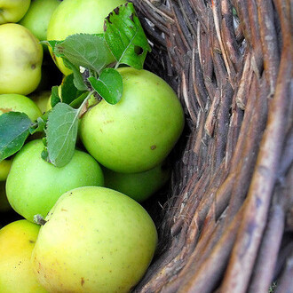 Na zahradě bez chemikálií vypěstovaná jablka sice nejspíš nebudou tak velká a pěkná jako kupovaná, za to ale může být odrůda vybrána přímo podle přání vašich chuťových buněk