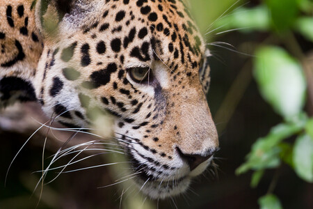 Tajemní a ostražití jaguáři se řadí mezi druhy se statutem téměř ohrožení a na jejich ochranu jsou vynakládány nemalé prostředky. Z hlediska praktického managementu je poněkud problematické, že tyto kočkovité šelmy nectí státní hranice.