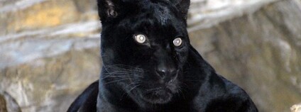 Černý jaguár Foto: Josh More Flickr