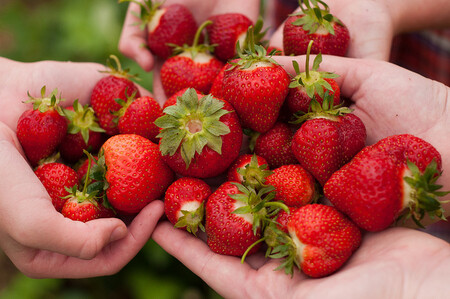 Rádi byste si vyrazili na farmu nasbírat jahody?