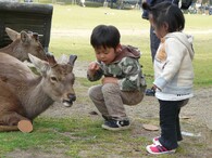 Jeleni v japonské metropoli Nara