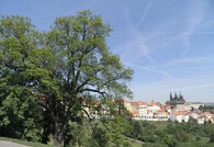 Jasan a pražský hrad