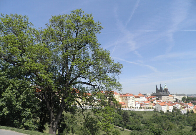 Památný "Jasan ve Strahovské zahradě" stojí mezi Strahovským klášterem a Pražským hradem.