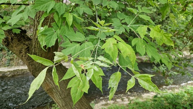 Javor jasnolistý. Javor jasnolistý.