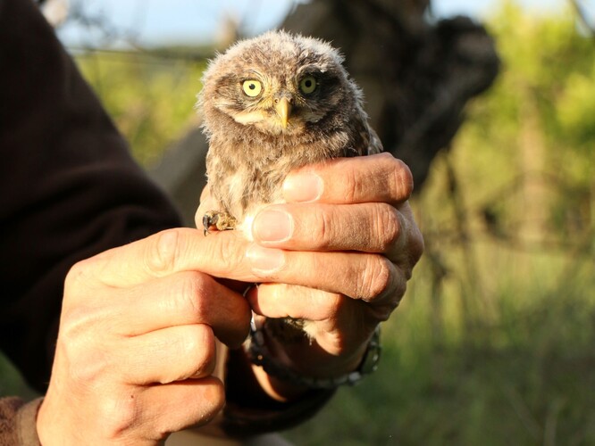 Jedno z mláďat sýčka, které se letos vylíhlo na jižní Moravě. Jedno z mláďat sýčka, které se letos vylíhlo na jižní Moravě.
