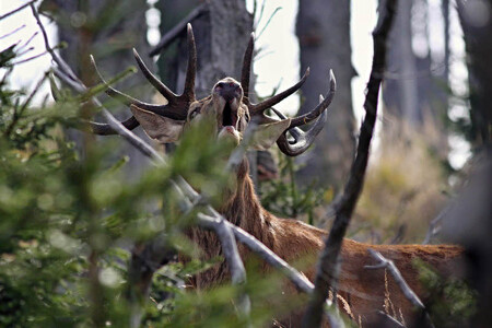 V Krkonoších začne v neděli 1. prosince platit zákaz vstupu k přezimovacím obůrkám jelení zvěře. / Ilustrační foto
