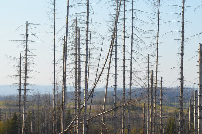 Kůrovcová kalamita, která v českých lesích naplno vypukla v roce 2018, je za svým vrcholem a ustupuje.