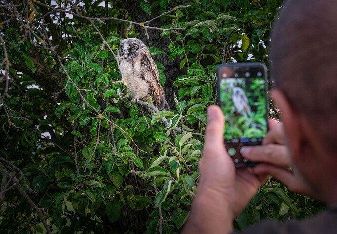 Mladý kalous Mladý kalous