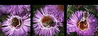 Včely na květech chryzantém