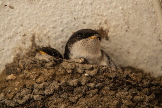 Jiřičky si staví hnízda zpravidla na vnějších zdech budov, pod římsami, v okenních nikách nebo zapuštěných lodžiích.