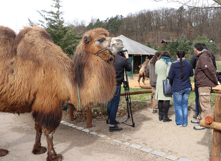 Plzeňská zoo přišla o jedno ze svých nejznámějších zvířat, dvaadvacetiletou dvouhrbou velbloudici Josefínu. Chovatelé ji museli kvůli velmi špatnému zdravotnímu stavu utratit.