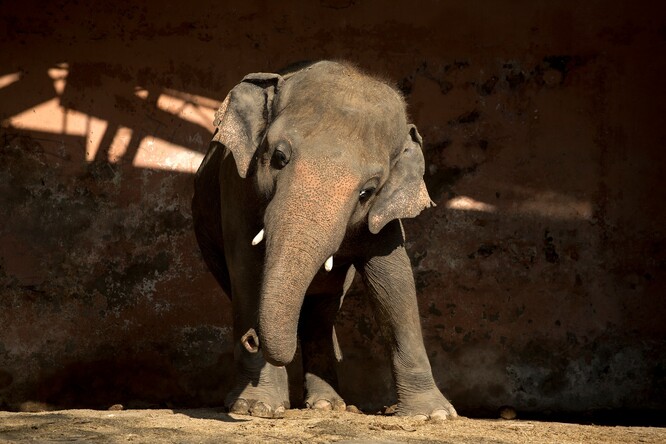 Šestatřicetiletý slon bude vypuštěn do přírodní rezervace, kde žije zhruba 600 další slonů. Kaavan byl mnoho let držen v islámábádské zoo na řetězu a bez kontaktu s dalšími slony.