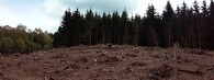 Vykácený les Českokrumlovsko