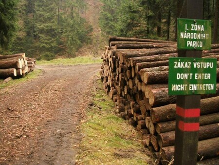 Pokácet nebo odkornit. Kácení je ale mnohem levnější Pokácet nebo odkornit. Kácení je ale mnohem levnější