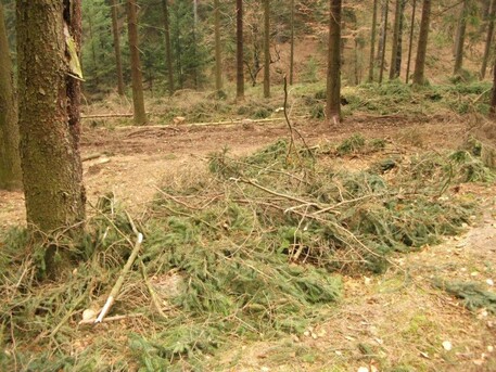 Kácení v národním parku České Švýcarsko