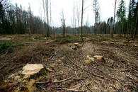 Kácení v Bělověžském pralese