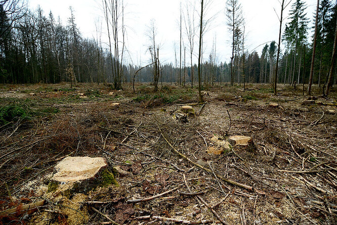 Plány zvýšit objem těžby v pralese, který je zapsán na seznamu světového dědictví UNESCO, v letech 2016 až 2018 vyvolaly zásadní spor mezi Evropskou komisí a Varšavou.