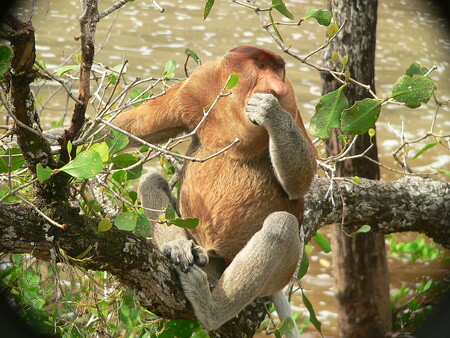 Záchrana nosatých opic v Indonésii pokračuje dvanáctým rokem. Cílem projektu, který vznikl v ústecké zoologické zahradě, je vyhlásit na ostrově Borneo rezervaci, kde by měla svůj prostor populace kahau nosatých. / Ilustrační foto