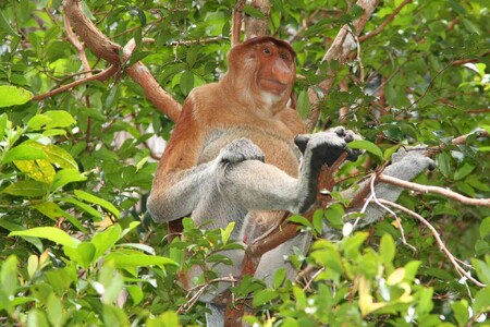 Kahau nosatý (na obrázku) je primát, přezdívaný kvůli svému "pijáckému" nosu "pivař z Bornea". Žije na východě ostrova Borneo v okolí města Balikpapan, ohrožuje ho však rozsáhlé odlesnění kvůli palmovému oleji a nově také ekologická katastrofa způsobená únikem a požáry ropy. O ochranu tamních druhů se stará mimo jiné Koalice proti palmovému oleji.