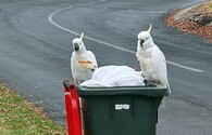 Papoušci kakadu na popelnici