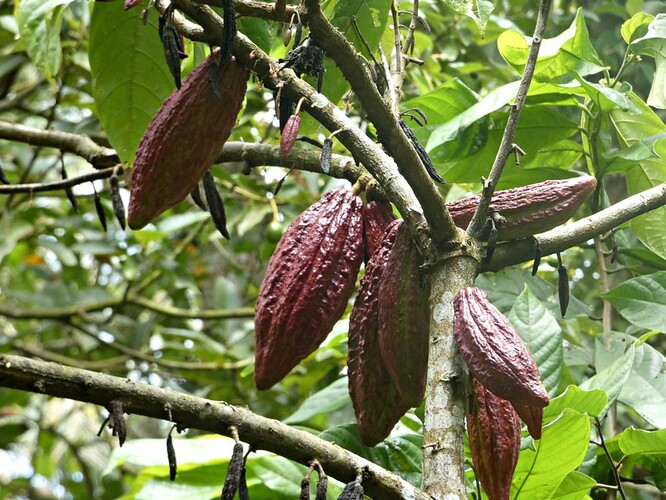 Velmi často se mezi afrodiziakální rostliny řadí kakaovník obecný, neboť kakao a čokoláda patří mezi stimulanty, antidepresiva a afrodiziaka.
