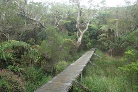 Pěšina podmáčeným lesem Foret de Bélouve s porostem staletých tamaryšků (Acacia heterophylla)