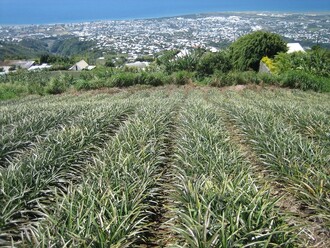 Ananasová pole nad hlavním městem ostrova Saint Denis