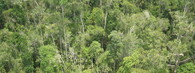 Lesy na Borneu