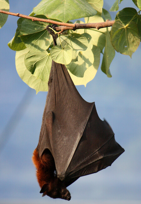Kaloni patří stejně jako netopýři k řádu letounů a mohou se dožít i 30 let.