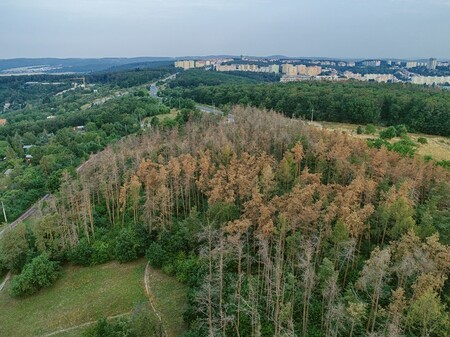 Plánované kácení uschlých stromů v brněnské přírodní rezervaci Kamenný vrch začne dnes, trvat bude asi týden.