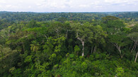 Kamerunská džungle