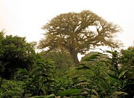 tropický horský les v západním Kamerunu, 