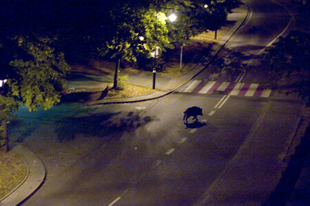 Divoká prasata jsou přemnožena zejména v oblasti lesoparku Čihadla a parku U Čeňku. V Praze 14 už několikrát napadla psy, které neměli lidé na vodítku.