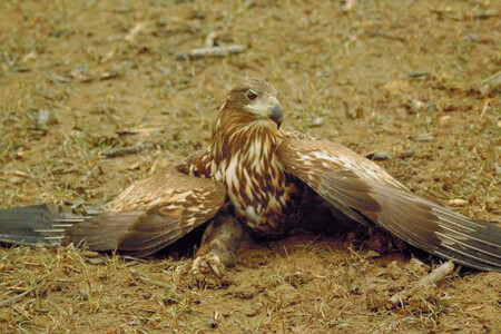 Jeden z mála přeživších orlů mořských otrávených karbofuranem v typické pozici po otravě tímto jedem (svěšená roztáhnutá křídla a sevřené pařáty)