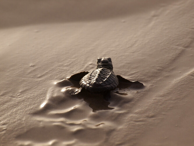 Karety Kempovy zvané také karety menší jsou nejmenší mořské želvy, dorůstají jenom do velikosti asi 60 centimetrů.