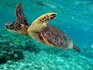 Máte-li štěstí, ocitnete se na Velkém bariérovém útesu v blízkosti velkých mořských želv, např. karety obrovské. Na ilustračním snímku je kareta obrovská u Havaje