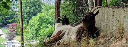 Svahy kolem hotelu Thermal spásají kozy walliserské Foto: Lázeňské lesy a parky Karlovy Vary
