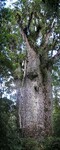 Novozélandský strom kauri