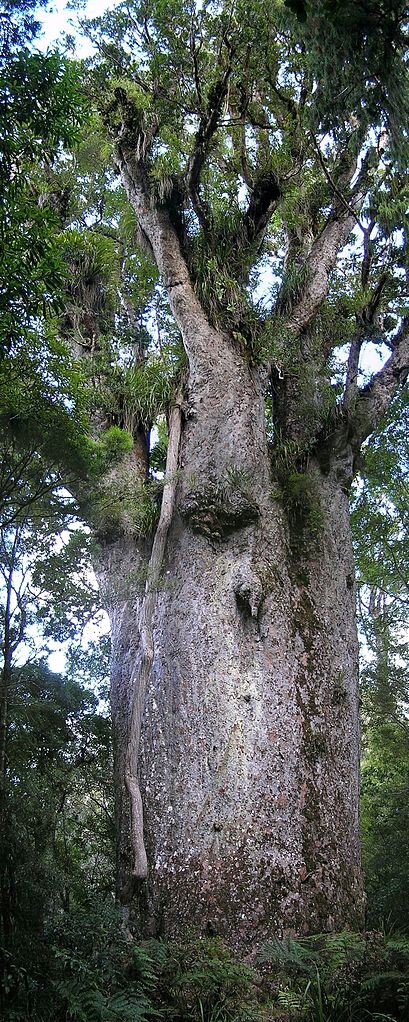 Obzvlášť starobyle a mohutně, tak říkajíc silou minulých tisíců a milionů let, působí jehličnaté stromy rodu Agathis, zvané na Novém Zélandu kauri. Na snímku kauri zvaný &quot;Otec lesa&quot;