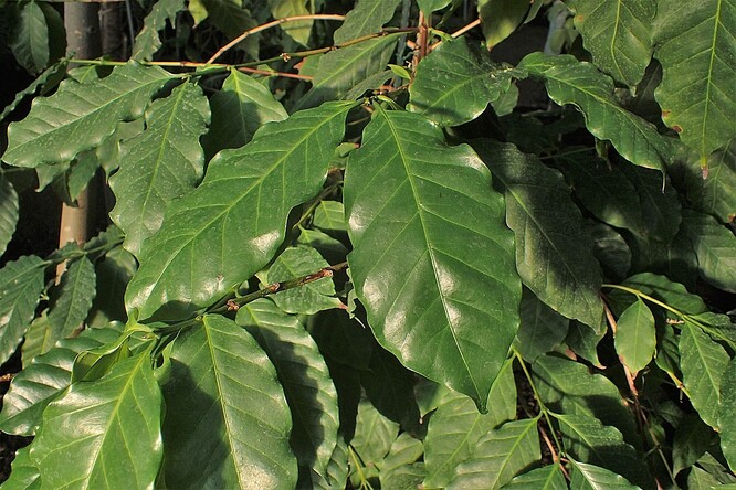 Káva ze zrn rostliny Coffea stenophylla chutná podobně jako arabská káva, avšak daří se jí ve větším horku.
