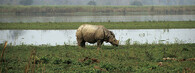 nosorožec v Kaziranga
