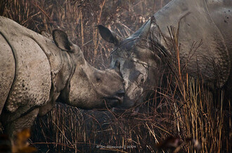 Jedním z lákadel Národního parku Kaziranga jsou nosorožci indičtí.