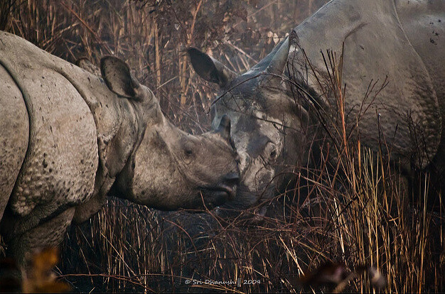 V ohni skončily rohy nosorožců z indického státu Ásám, kteří zemřeli z přirozených příčin nebo je zabili pytláci. Úřady jejich rohy skladovaly po léta.